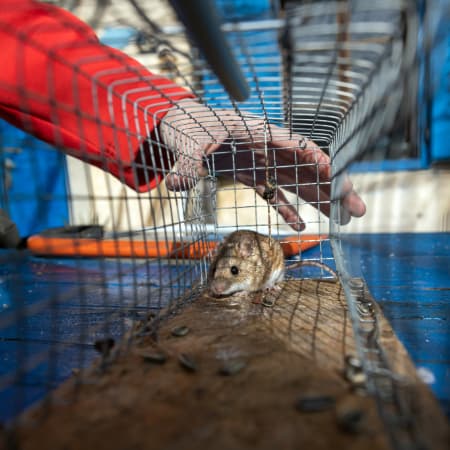 rat-control-docklands