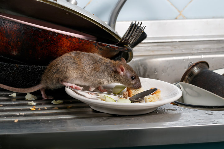 rat-in-the-kitchen