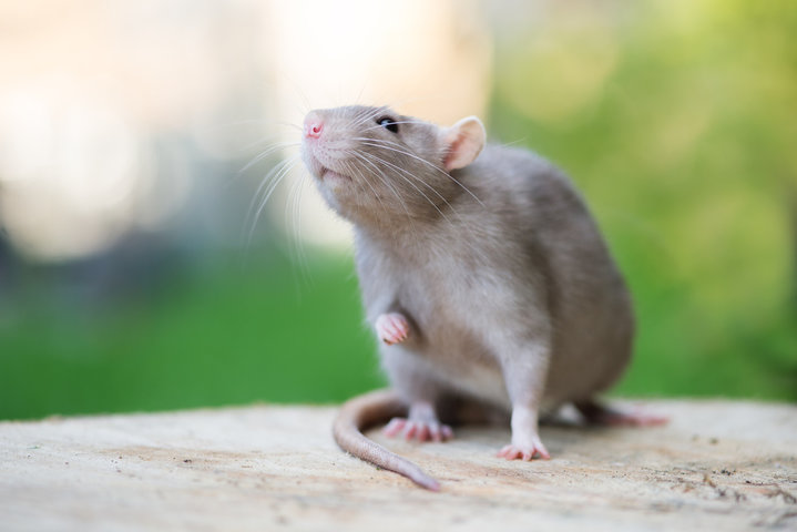 Essential oils and rodent control