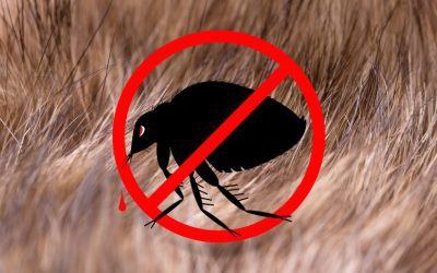 Funny pest control cartoon