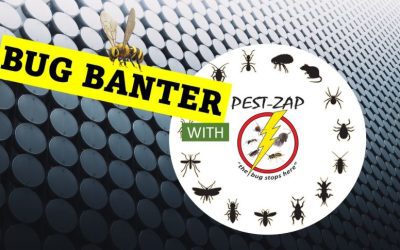 Damage Caused by Rats When Left Unchecked