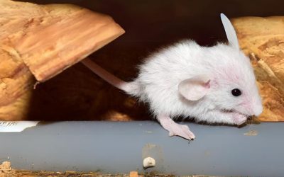 3 Ways to Safeguard Your Home Against Rodents.