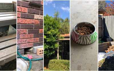 5 Ways To Rodent Proof Your House