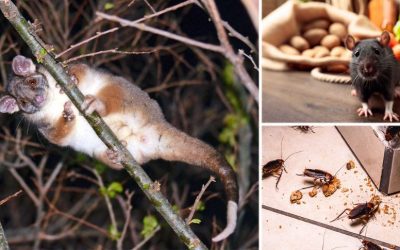 Critters That Roam in the Night