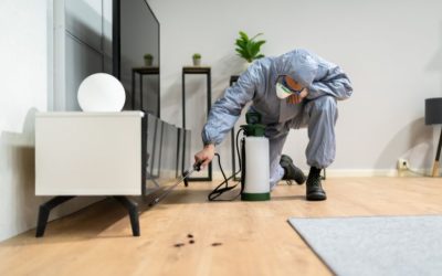 The Importance of Pest Control