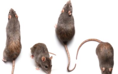 Rodent baiting information video