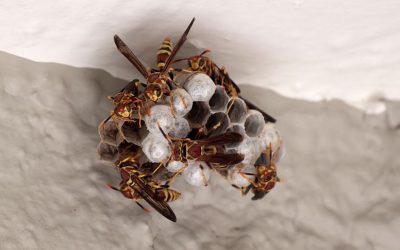 Wasp eradication