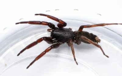 Effective Whitetail Spider Control