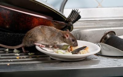 Why rodent control in your home is important