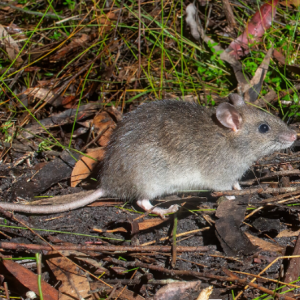 Bush rat