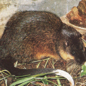 Rakali rat