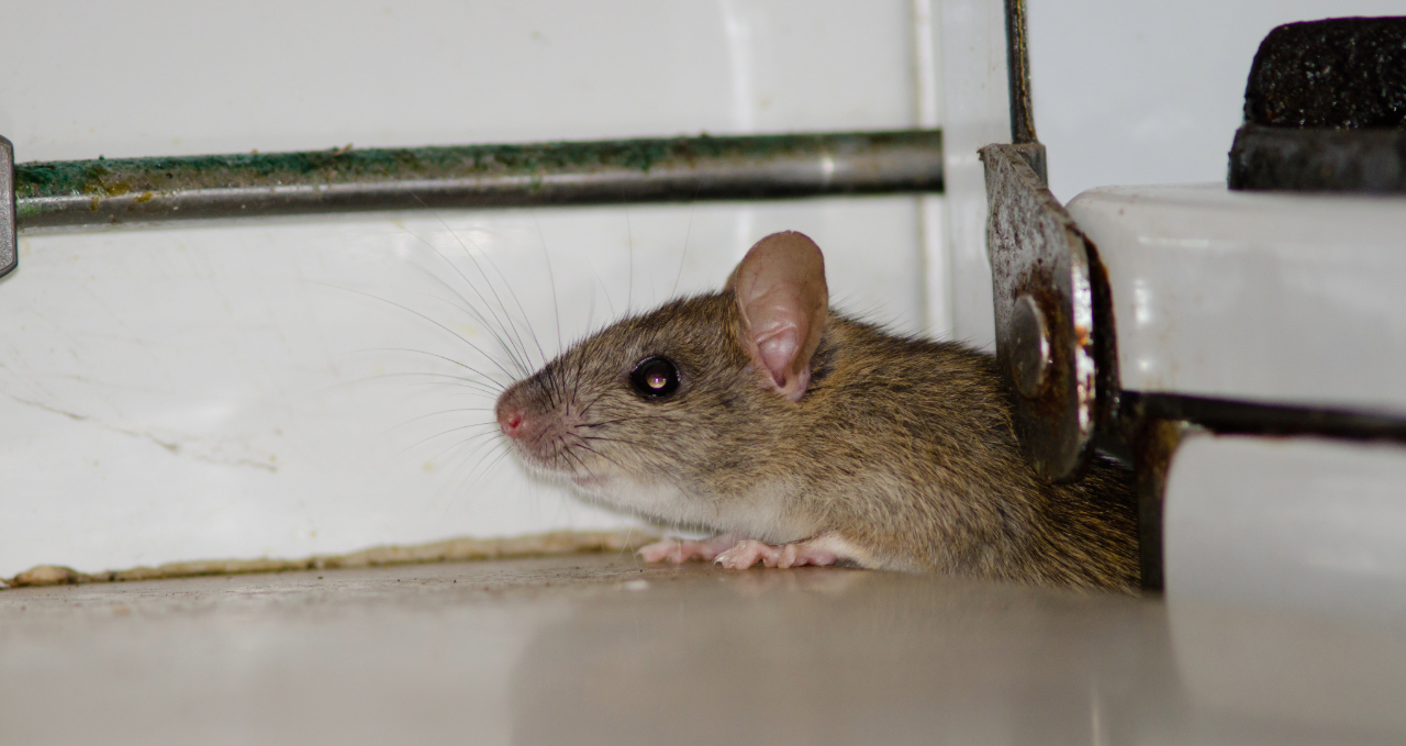Rodent prevention advice in melbourne