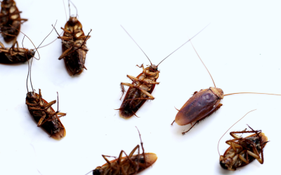 How to Stop Cockroaches in Your Home