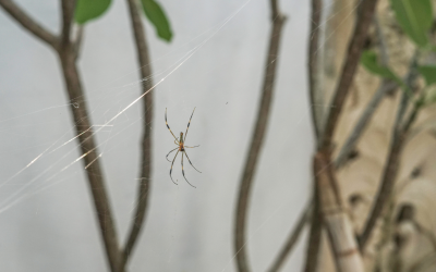 Spiders in Your Home: What They’re Really Telling You