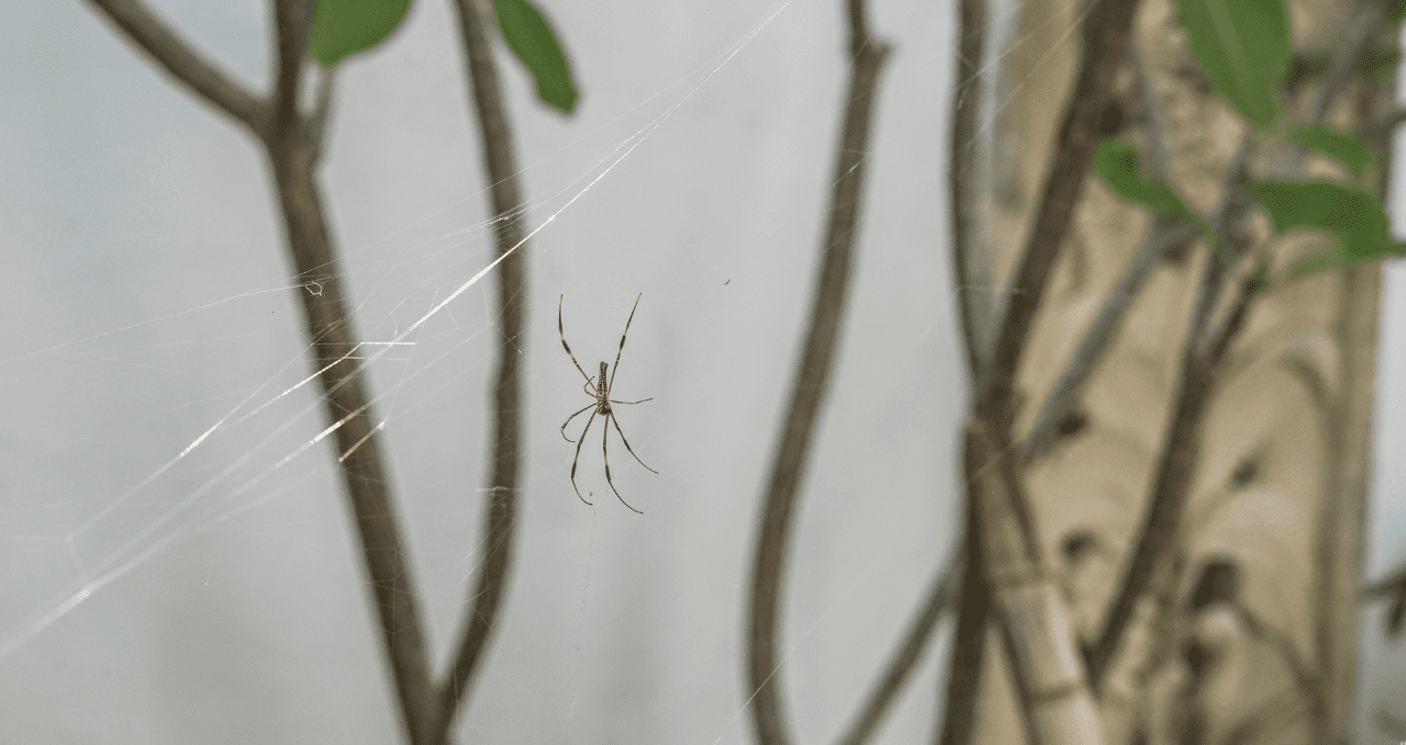 Why Pest Problems Keep Returning in Melbourne Homes