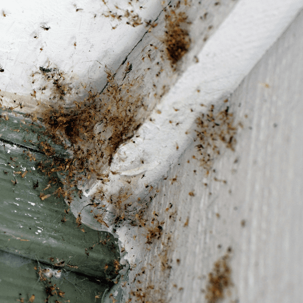 house-spider-hiding-in-corner