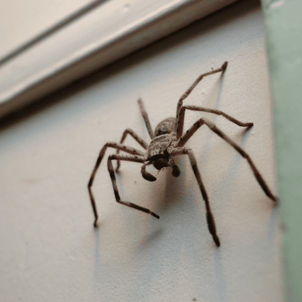 pest-zap-spider-control-melbourne