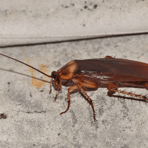 Why Pests Keep Coming Back to Melbourne Homes - Pest Zap