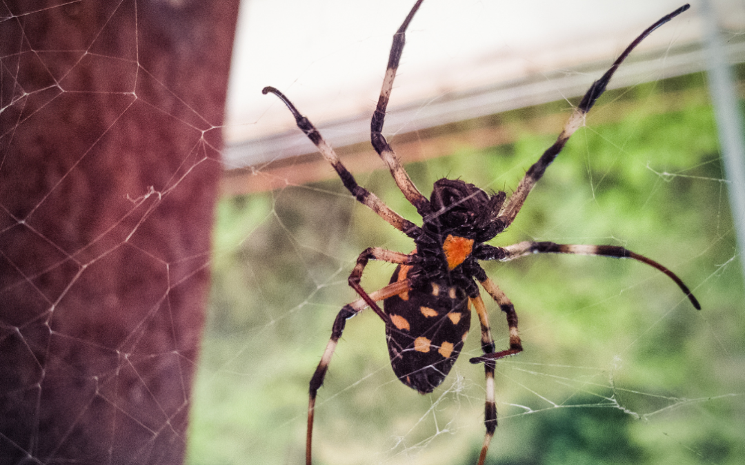 Are Some Spiders in Your Home Dangerous?