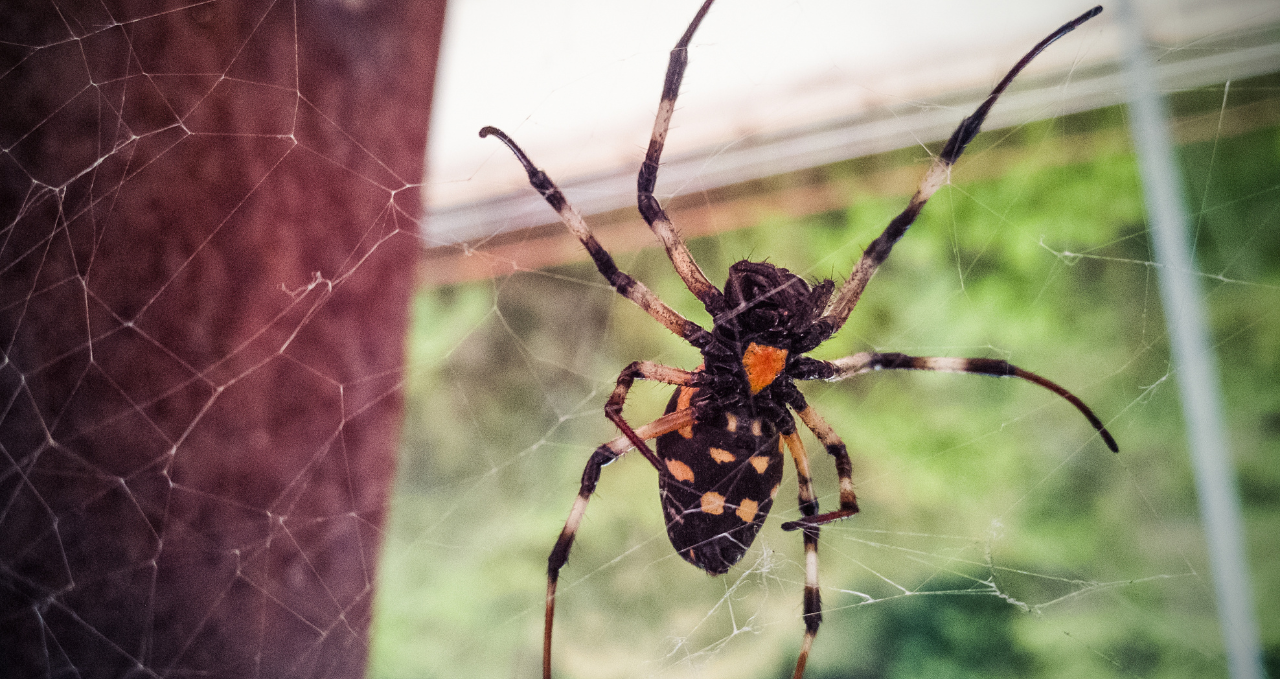 Spider Safety Melbourne Why Pest Problems Keep Returning in Melbourne Homes