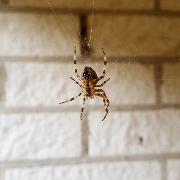 Huntsman spider crawling on wall