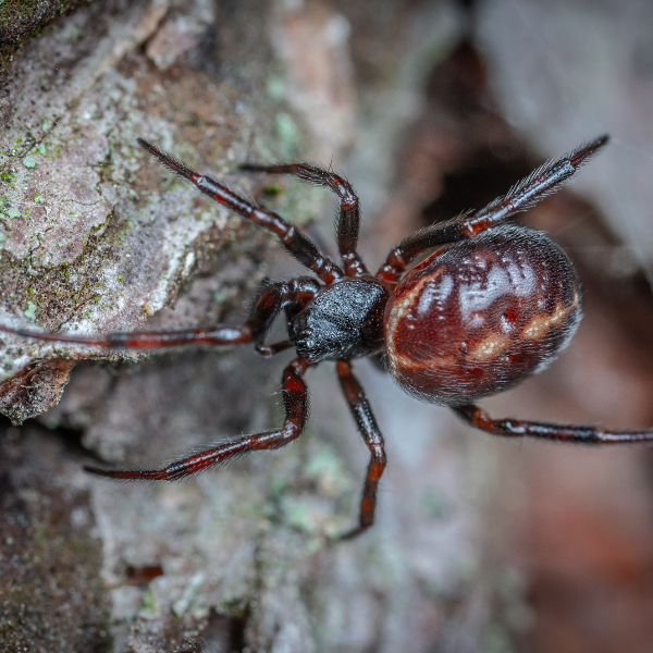 Redback spider on outdoor furniture