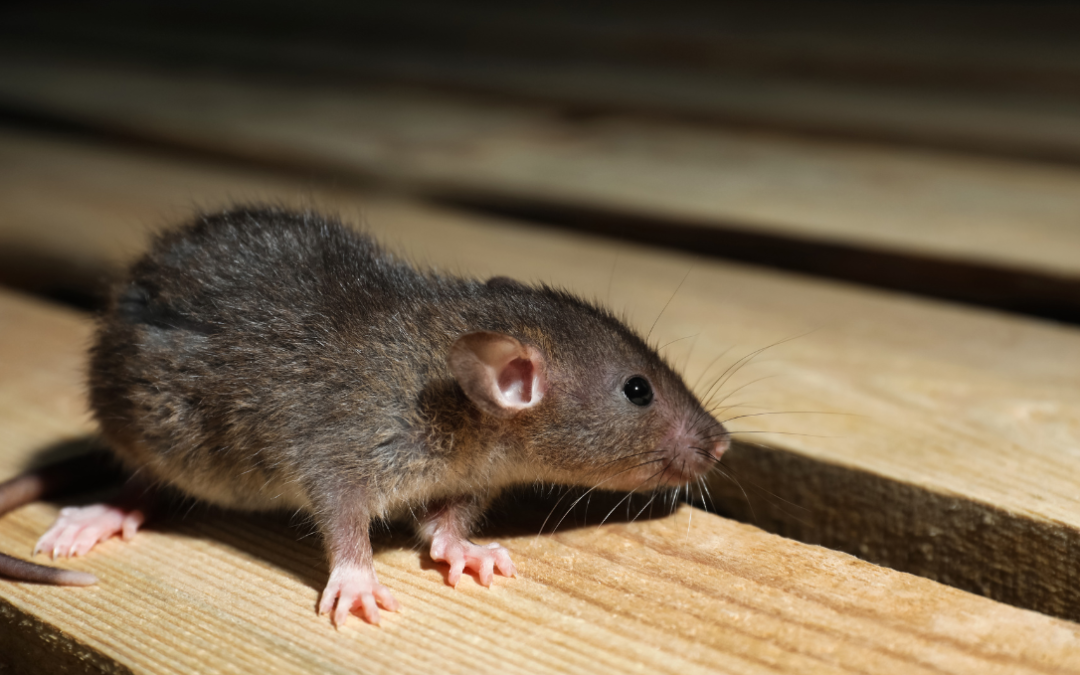 Emergency Rat Infestation Melbourne: Fast Action Guide for Homes & Businesses