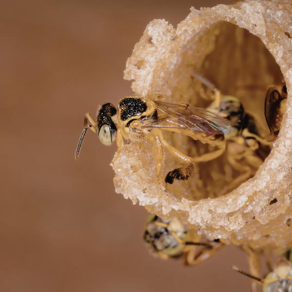 Paper wasp nest forming on Melbourne home