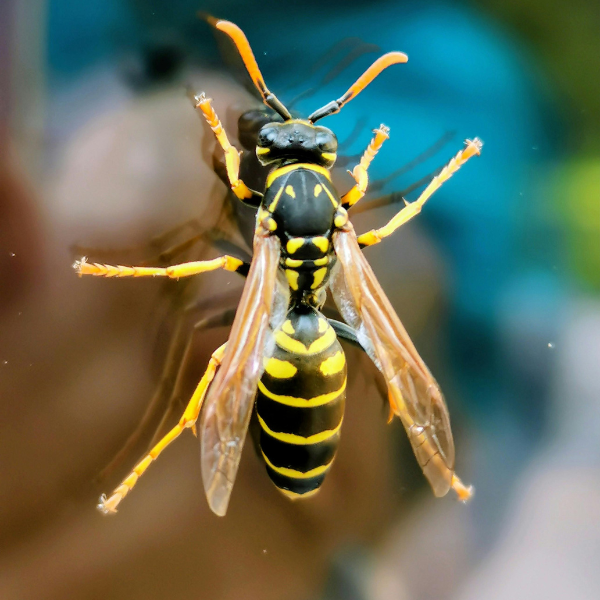 Professional wasp nest removal Melbourne