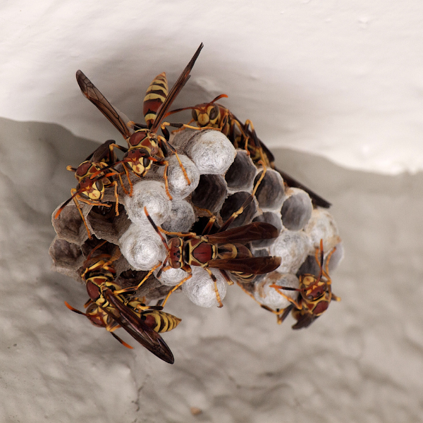 Wasp nest under house eaves Melbourne