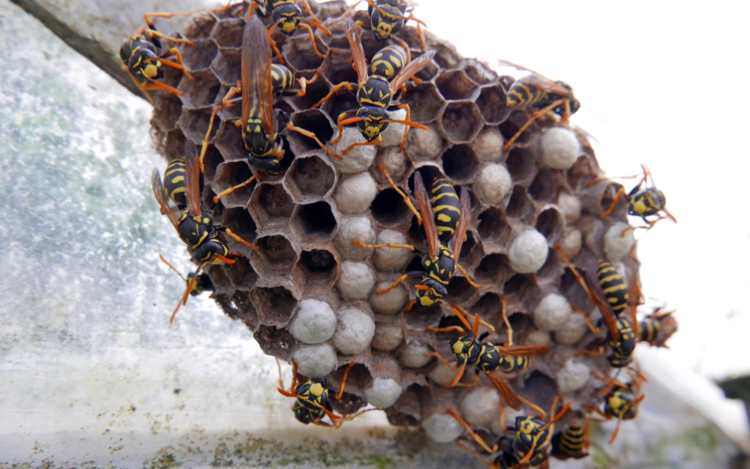 Wasp Activity Around Melbourne Homes