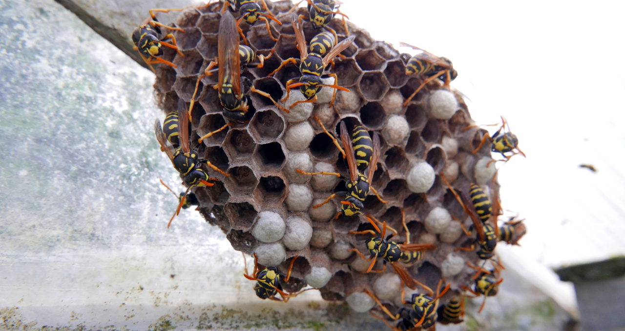 Why Pest Problems Keep Returning in Melbourne Homes