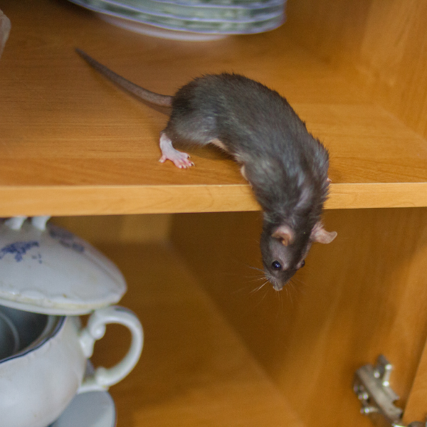 Emergency rat infestation in Melbourne home kitchen