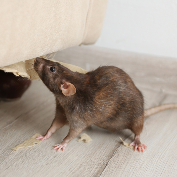 Emergency rodent control treatment Melbourne property