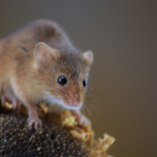 How to prevent mice infestation