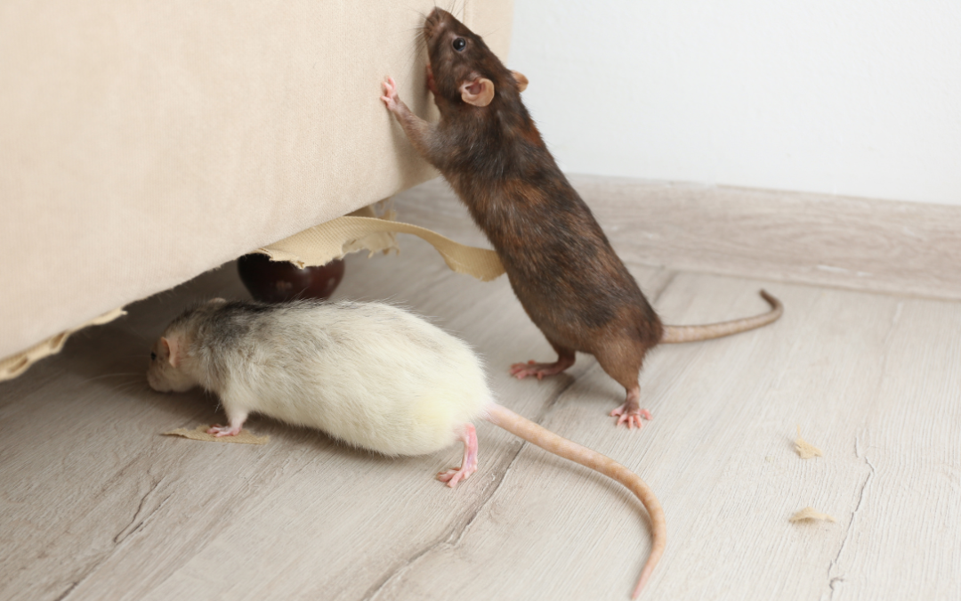 Hidden Mice Damage in Melbourne Homes: What You Don’t See Can Cost You