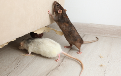 Hidden Mice Damage in Melbourne Homes: What You Don’t See Can Cost You