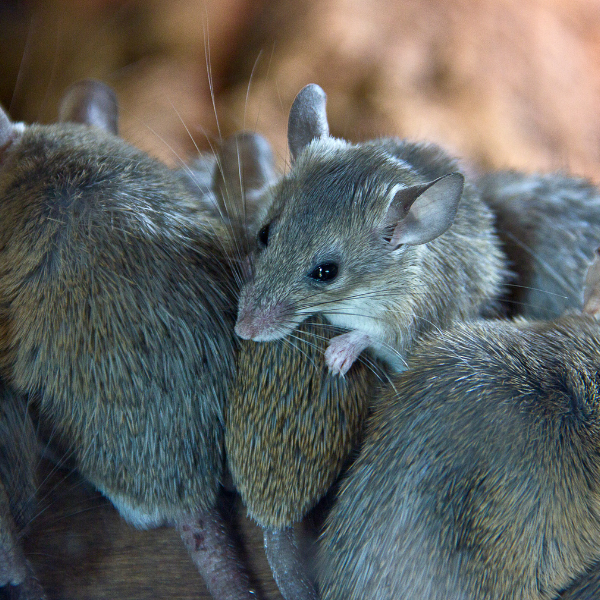 Pest inspection for mice damage Melbourne