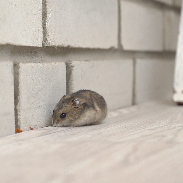 Sealing entry points to prevent mice infestation