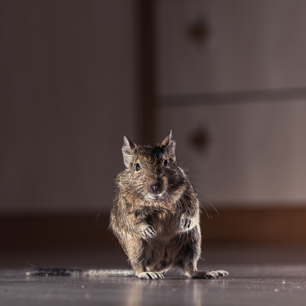 Mice droppings near garage shelving Melbourne