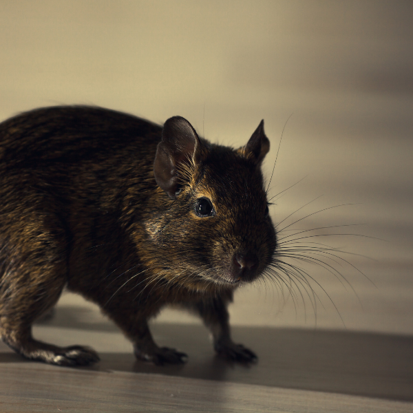 Mice infestation during winter Melbourne