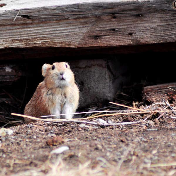 Rat infestation in cluttered garage Melbourne