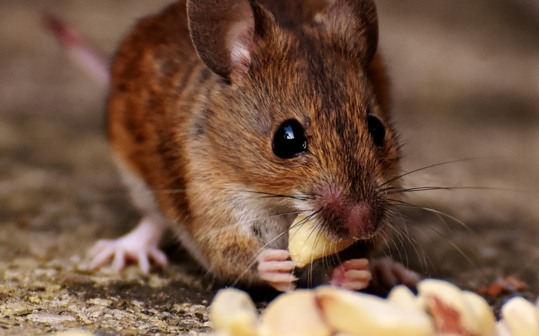 Why Rodent Activity Spikes Before Winter in Melbourne | Pest-Zap