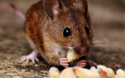 Why Rodent Activity Spikes Before Winter in Melbourne | Pest-Zap