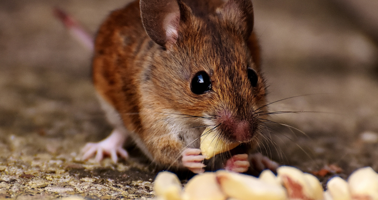 Why Pest Problems Keep Returning in Melbourne Homes