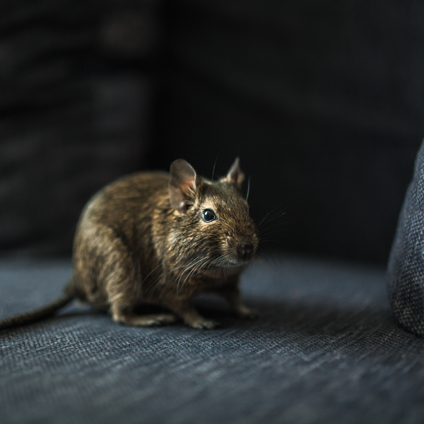 Rodents activty during cooler months Melbourne