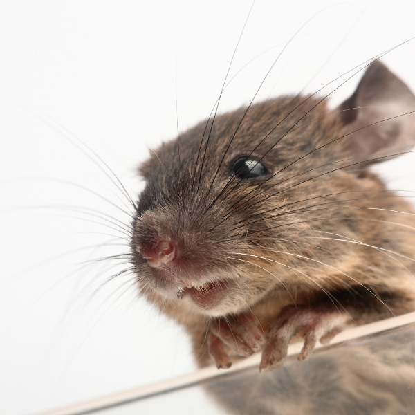 Rodents hidden entry points