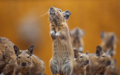 Why Rodents Target Garages and Storage Areas First | Pest-Zap