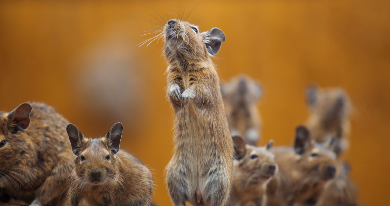 Why Pest Problems Keep Returning in Melbourne Homes