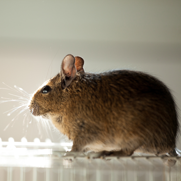 Rodents in Melbourne garage
